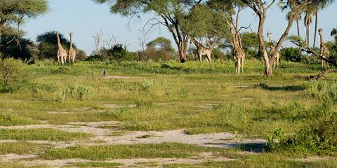 Budget camping Inside Moremi GR (Okavango Delta) – Day 1: Lunch & Dinner Included – Day 2-3: All Meals Included