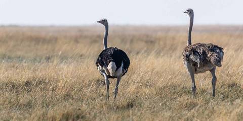 Mid-range camping Inside Okavango Delta – All Meals Included