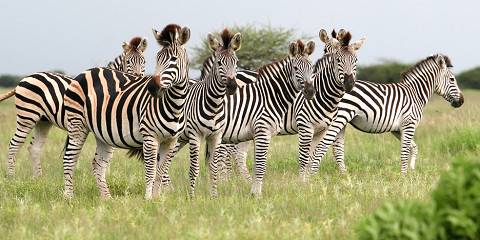 Budget camping Inside Chobe NP – Day 1: Lunch & Dinner Included – Day 2: All Meals Included