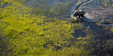 Mid-range camping Inside Chief's Island (Okavango Delta) – All Meals Included