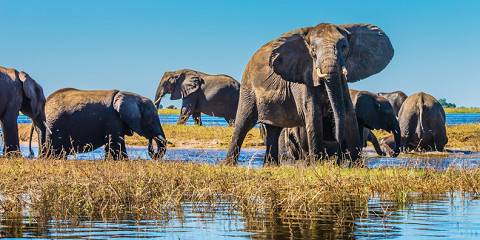 Budget camping Inside Okavango Delta – Day 1: Lunch & Dinner Included – Day 2-3: All Meals Included