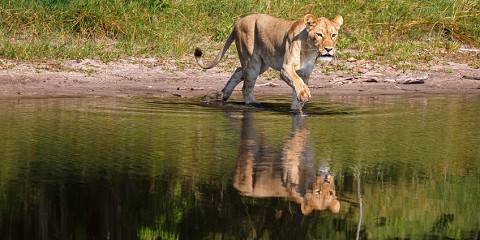Budget camping Inside Moremi GR (Okavango Delta) – All Meals Included