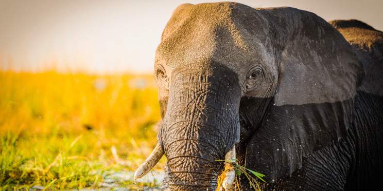 7-Day Okavango Immersion & Predator Plains Safari