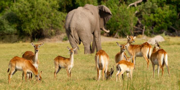 8-Day Moremi - Chobe Bush Getaway