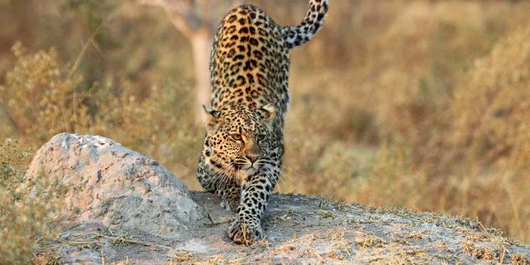 5-Day Khwai & Moremi Wilderness Safari