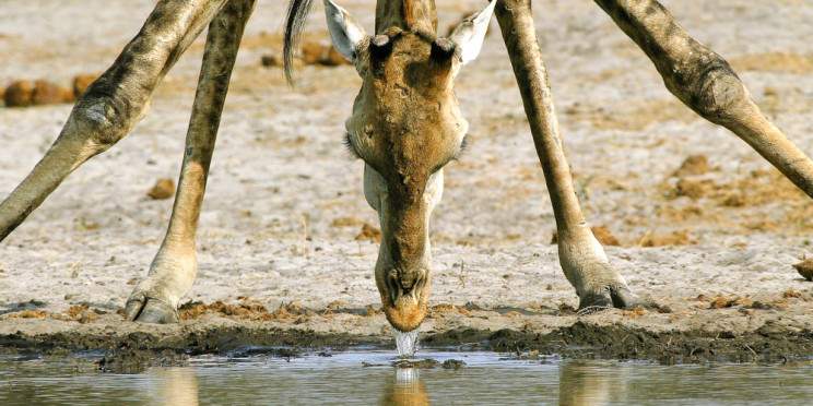 15-Day Ultimate Safari Adventure