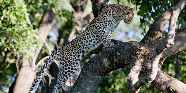 7-Day Okavango Delta+Moremi GR, Savuti+Chobe+Vic Falls