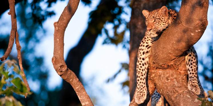 5-Day Stay at Khwai Moremi Cottages
