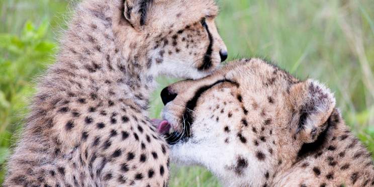7-Day Best of Botswana and Victoria Falls