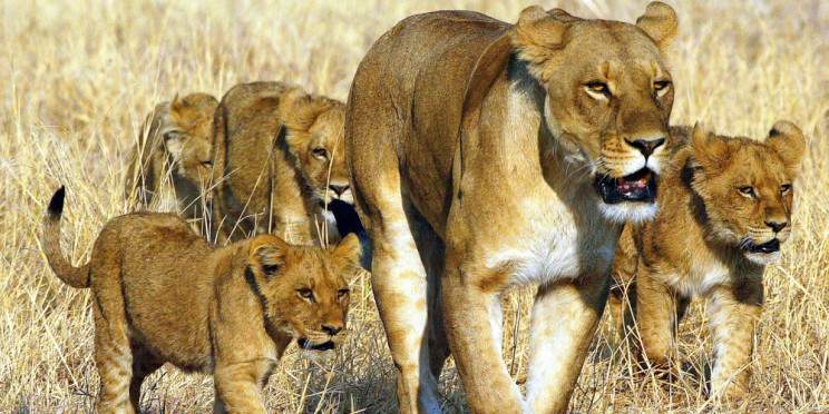 1-Day Wild Chobe Big Five Safari – Kasane Pickup