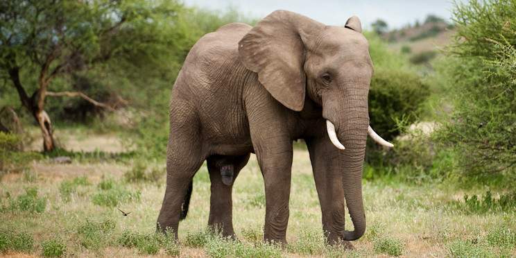 7-Day Affordable Botswana & Victoria Falls
