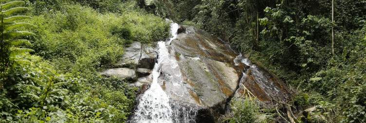 Transfer to Kibira National Park , Chimpanzee Tracking & Pygmy experience