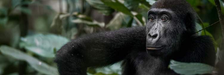 12-Day Best of Congo Safari Tour