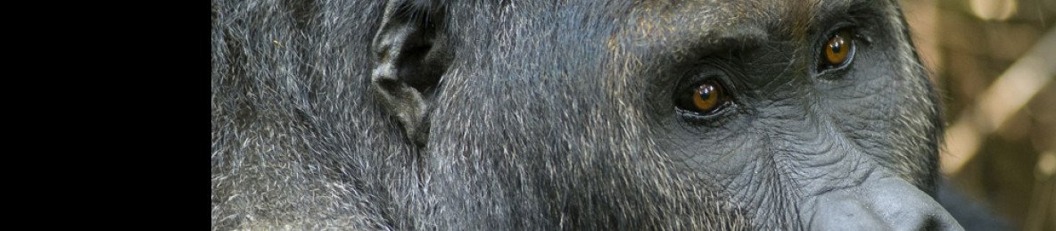 4-Day Gorillas and Chimpanzees Tour in Rwanda