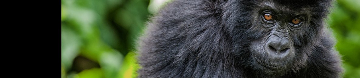 13-Day Congo Basin Discovery & Gorilla Trails Safari