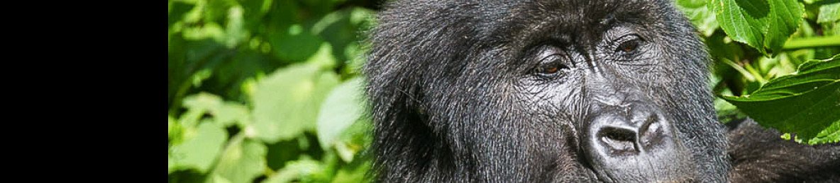 9-Day Journey Through the Heart of the Congo Basin