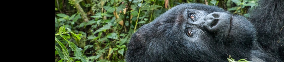 12-Day With 11 Nights in Odzala-Kokoua Wilderness Safari
