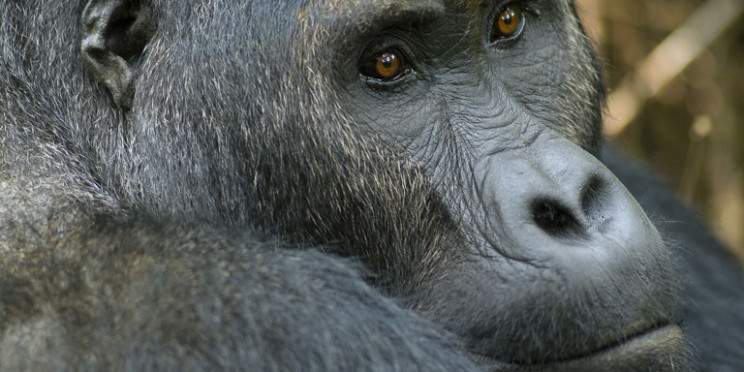 4-Day Gorillas and Chimpanzees Tour in Rwanda