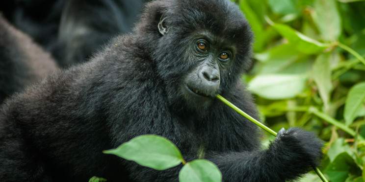 9-Day Congo Brazzaville Private Jet Luxury Adventures