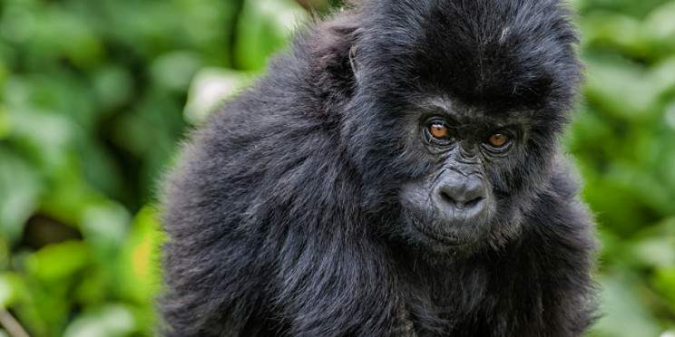 13-Day Congo Basin Discovery & Gorilla Trails Safari
