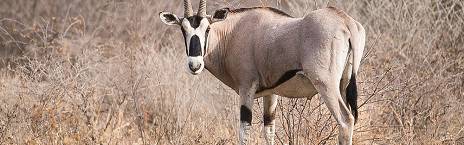 4-Day Harar and Awash National Park