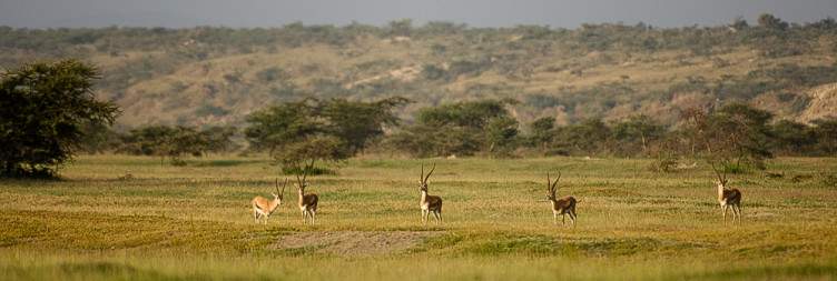 Drive from Hawassa to Addis Ababa via the Rift Valley lakes then take a flight from Addis to Semera