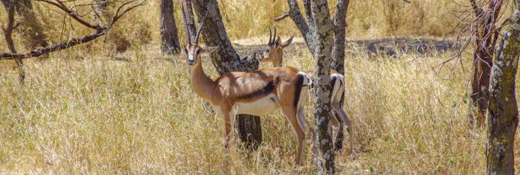 Abijatta-Shalla National Park & Lake Ziway