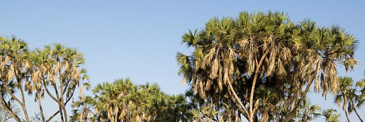 Drive to Awash National Park