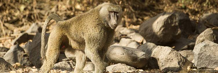 Harar - Awash National Park