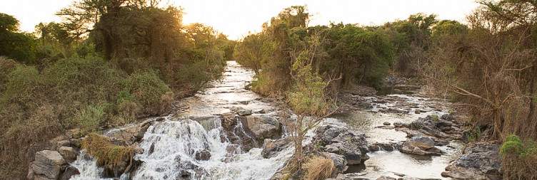 Full-Day Safari Adventure