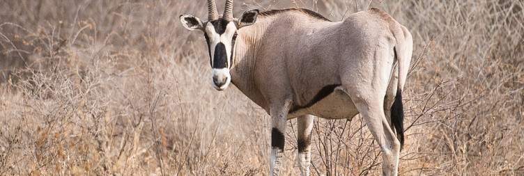 Drive Semera – Awash National Park