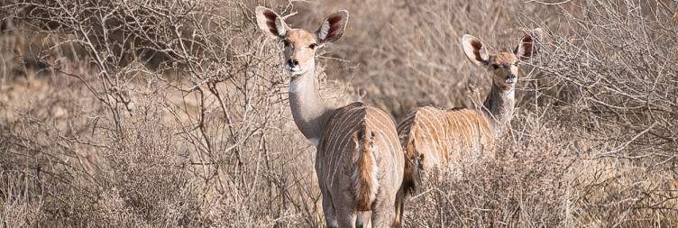 Awash National Park – Aledeghi Wildlife Reserve – Doho Hot Springs – Addis Ababa
