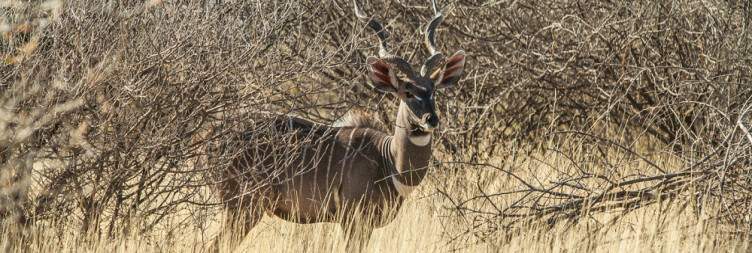 Wildlife Safari & Departure