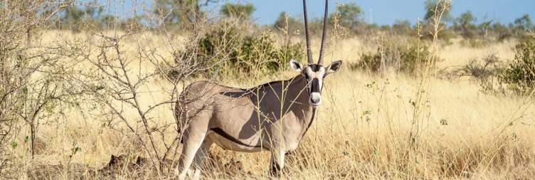 Addis Ababa - Awash National Park