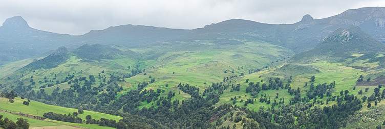 Harenna Forest – Transfer to Goba Airport, Fly to Addis Ababa