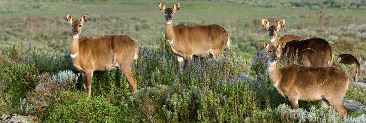 Drive Ziway – Bale Mountains National Park