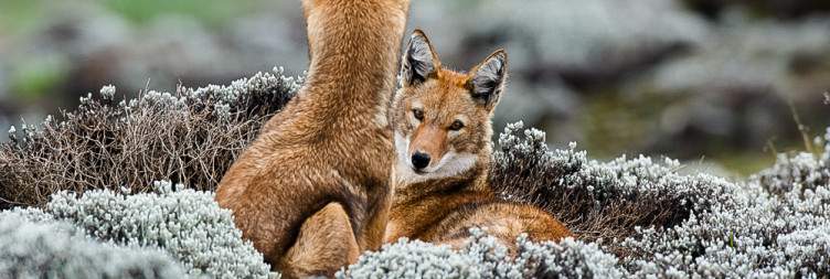 Bale Mountains National Park