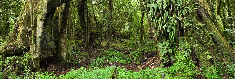 Visit Harenna Forest