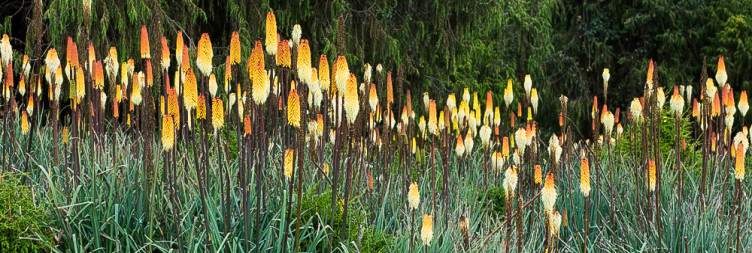 Bale Mountains National Park