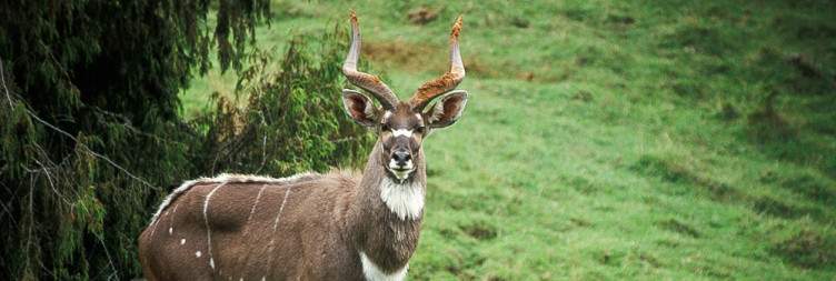 Bale Mountains National Park