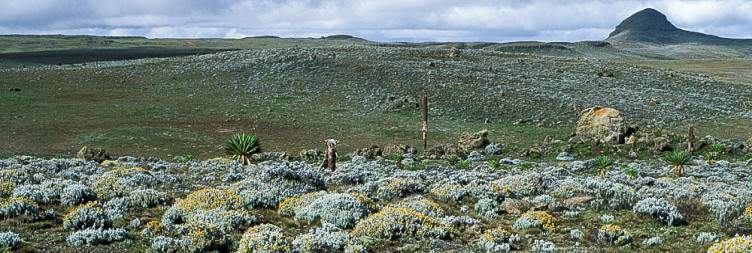Goba – Sanetti Plateau – Afro-Alpine Landscapes