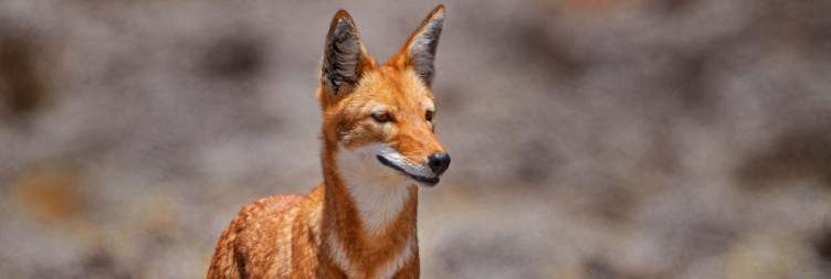 Tulu Dimtu & Ethiopian Wolf