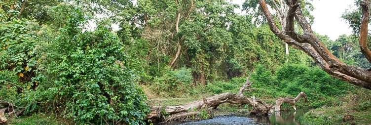 Flight from Addis Ababa – Jimma – Chebera Churchura National Park