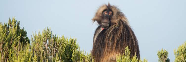 Drive to Addis - Menz Guassa Community Conservation Area