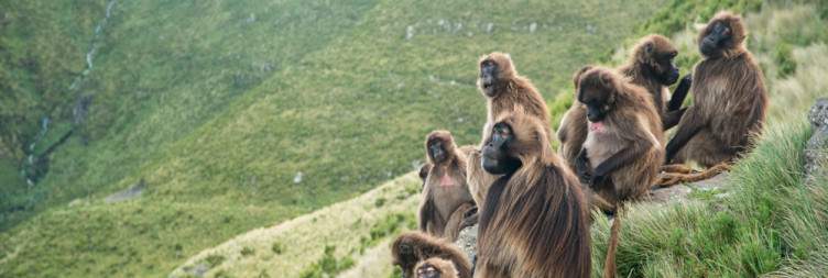 Addis Ababa – Guassa Community Conservation