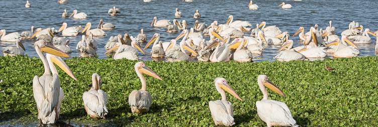 Addis Ababa – Lake Ziway (Rift Valley Lakes)