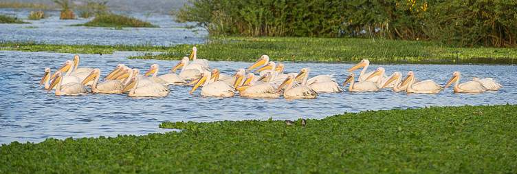 Drive Addis Ababa to Hawassa ( Via Lake Ziway )