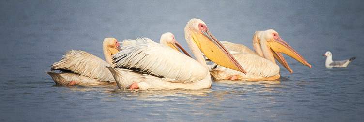 Trip to Lake Ziway for Birdwatching and Boat Trip