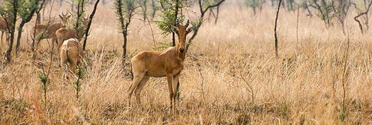 Full-Day Safari with a Picnic Lunch