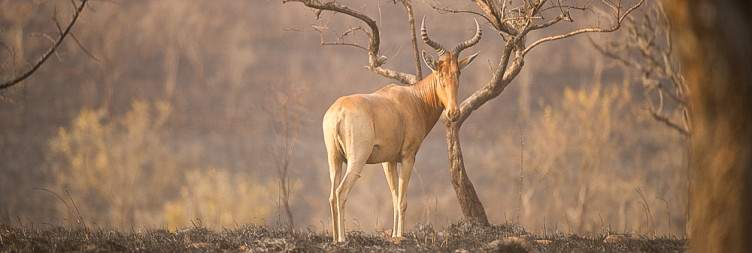Morning Game Drive in Maze National Park